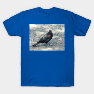 Which way to the bird bath? T-Shirt